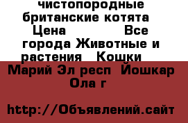 чистопородные британские котята › Цена ­ 10 000 - Все города Животные и растения » Кошки   . Марий Эл респ.,Йошкар-Ола г.